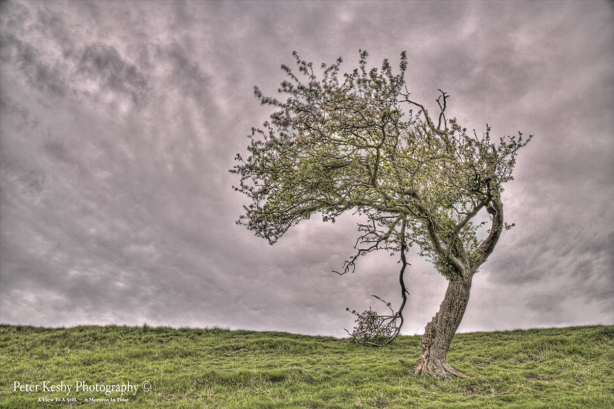 Peter Kesby Photography Farthing Common Bent Over Tree Peter